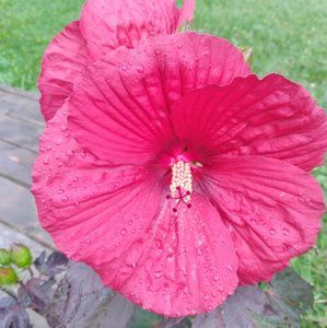 Meet your Posher, Ann